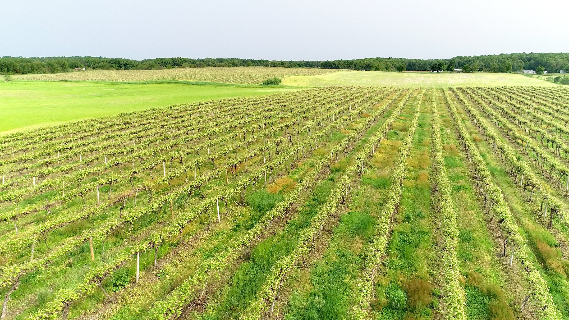 Van Buren County, Michigan farmland - LAND AUCTION - 194+/- ACRES OFFERED IN 5 TRACTS IN VAN BUREN COUNTY, MICHIGAN